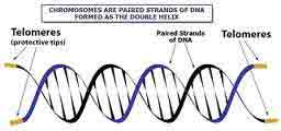 TA-65 Telomerase